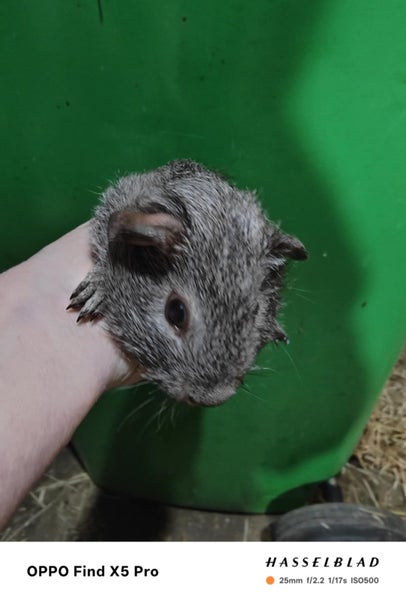 Guinea Pigs Carousel 8