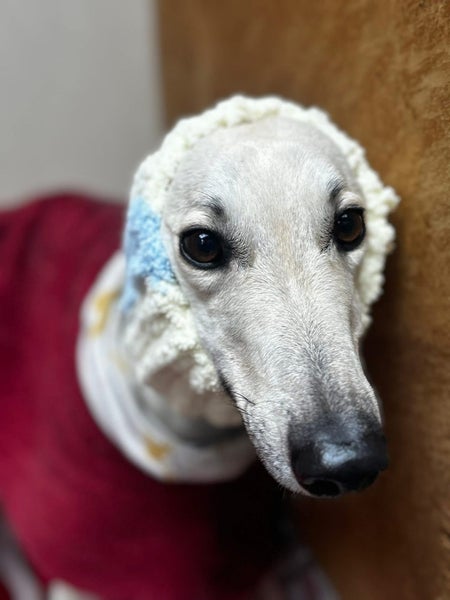 Mia- Sweet and Gentle Cat Trainable Greyhound Girl Carousel 1