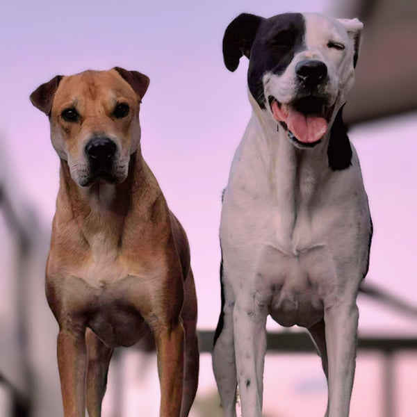 MARLEY & HARLEY Carousel 2