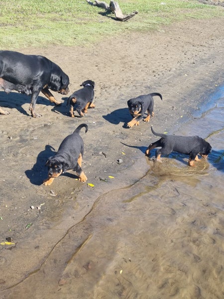 Rottweiler Puppies62863237189891111