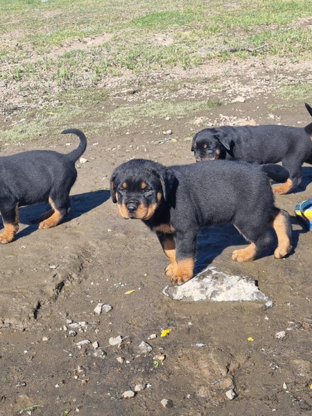 Rottweiler Puppies62863237189891112