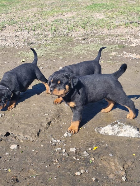 Rottweiler Puppies62863237189891113