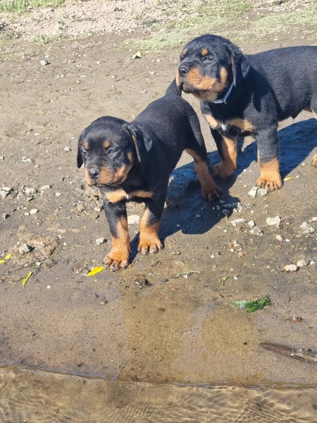 Rottweiler Puppies62863237189891114