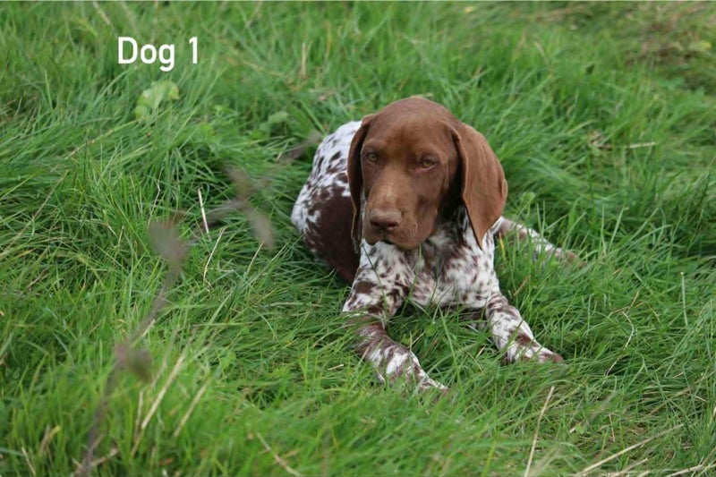 GSP-Pure German Bloodlines (DKV Studbook)62863237196289114