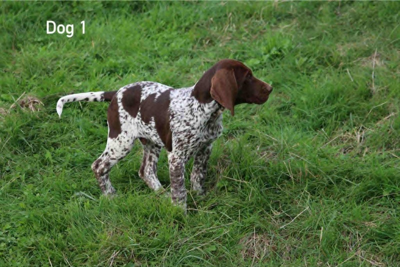 GSP-Pure German Bloodlines (DKV Studbook)62863237196289111