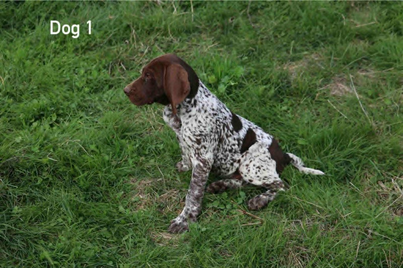 GSP-Pure German Bloodlines (DKV Studbook)62863237196289113
