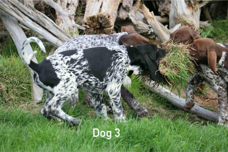 GSP-Pure German Bloodlines (DKV Studbook)62863237196289112