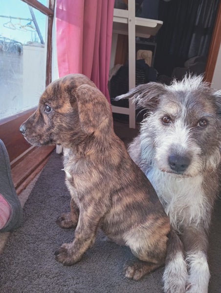 Cattle dog huntaway puppies ready to go! Carousel 13