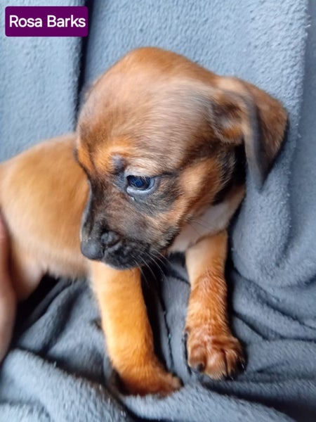 Gorgeous Pit Pei Terrier X Mastiff mix Pups Carousel 1