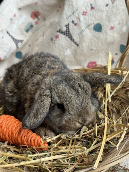 **Trained Mini Lop Bunny Rabbits & Care Package**62863237183745113