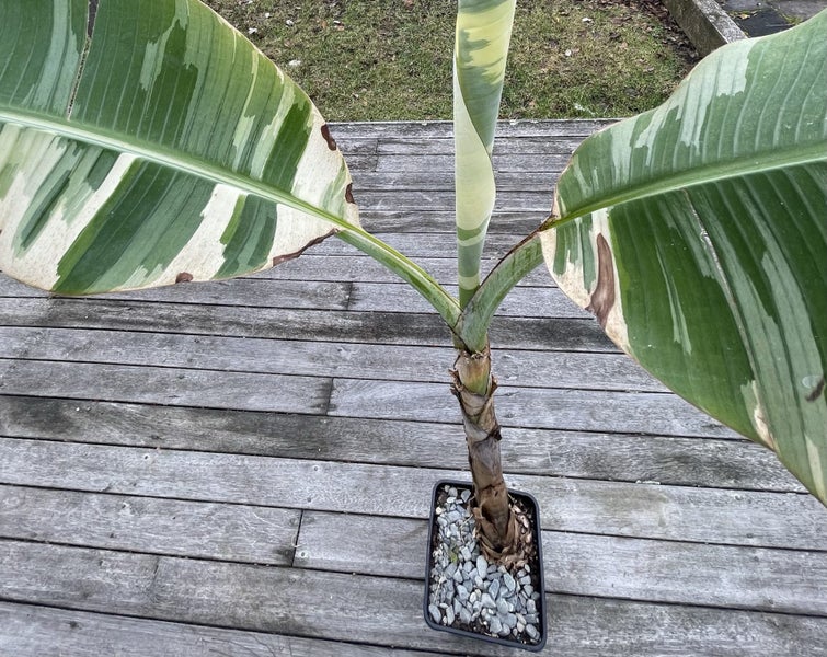 Free shipping - Large Royal Hawaiian Ae Ae Variegated musa rare banana plant63001518995586113