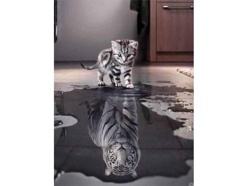 LZAIQIZG 5D Diamond Painting Cat Tiger Full Square Round Diamond Embroidery Carousel 1