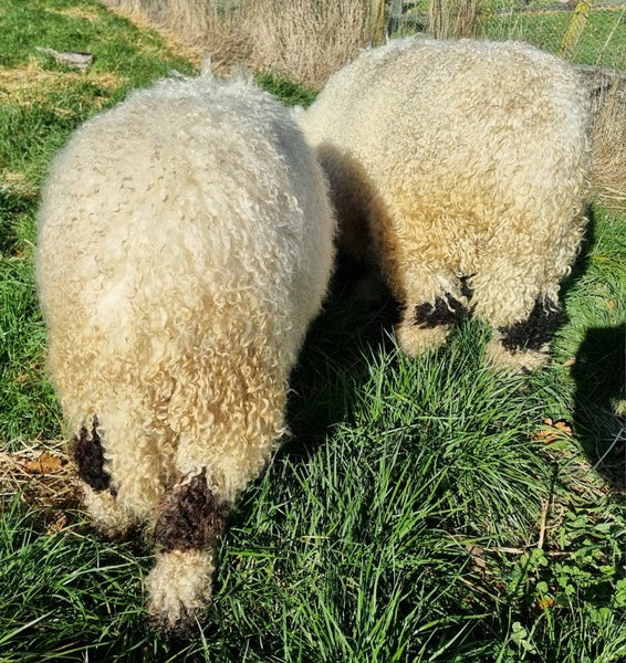 Valais Blacknose wethers Carousel 4