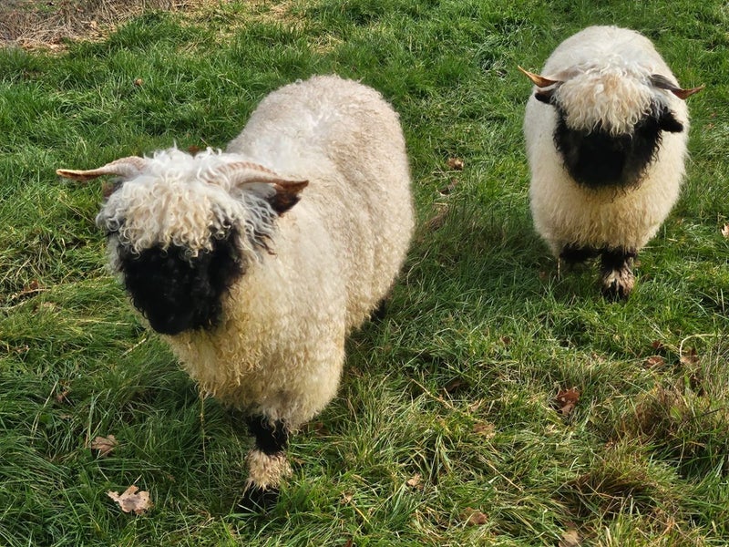 Valais Blacknose wethers Carousel 1