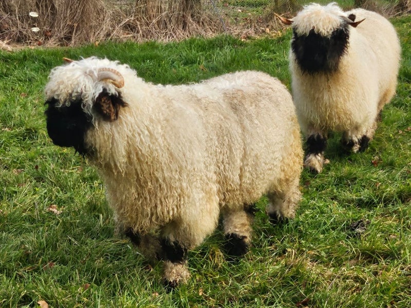 Valais Blacknose wethers Carousel 2