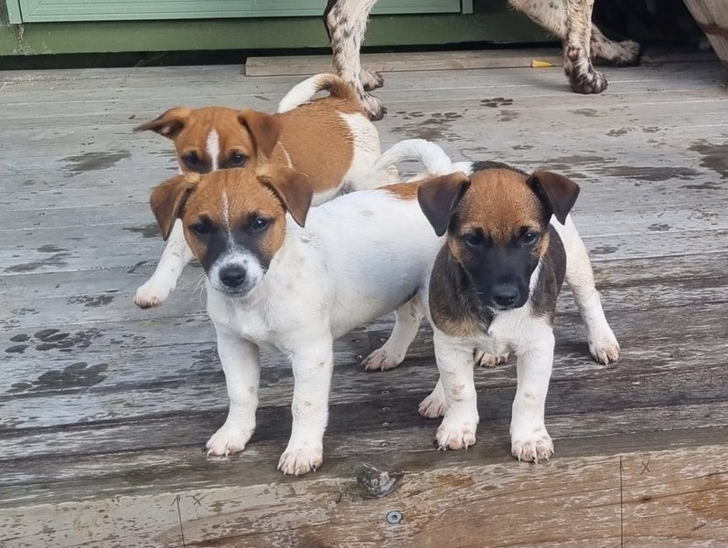 Jack Russell/ Foxy cross puppies Carousel 1