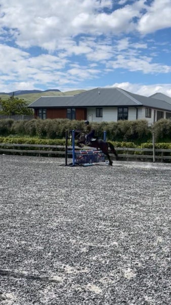 Quality hunting pony62935696128515112