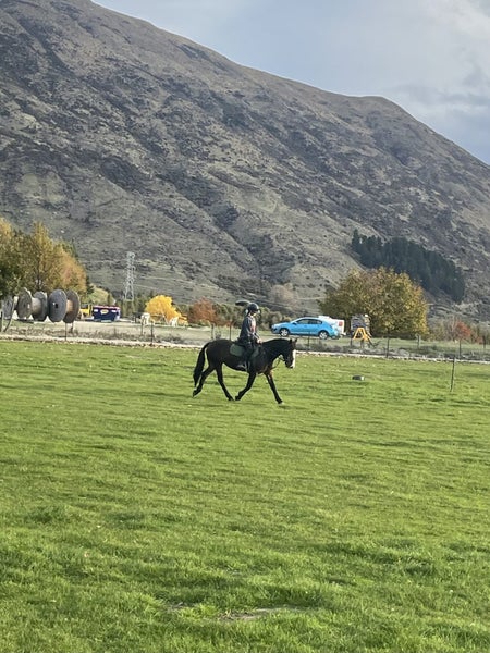 Quality hunting pony62935696128515113