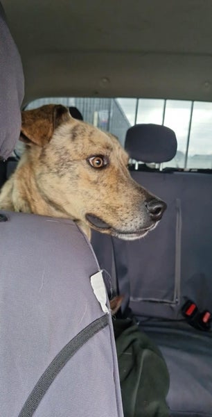 Best Mate wanting a new home Carousel 1