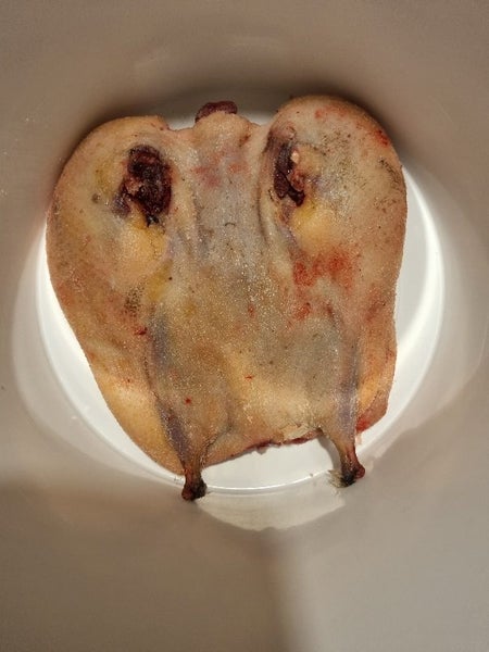 Mutton birds64265993632387110