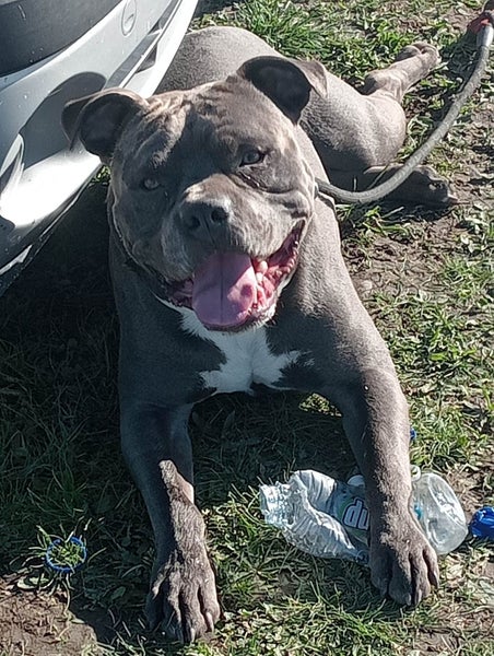 American Staffordshire Male Carousel 1
