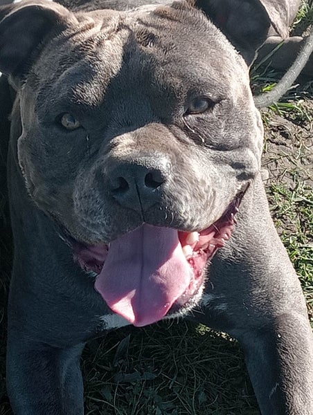 American Staffordshire Male Carousel 2