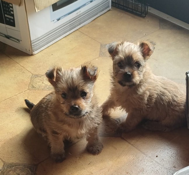 Yorkshire terrier Carousel 1