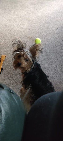 Yorkshire terrier Carousel 2