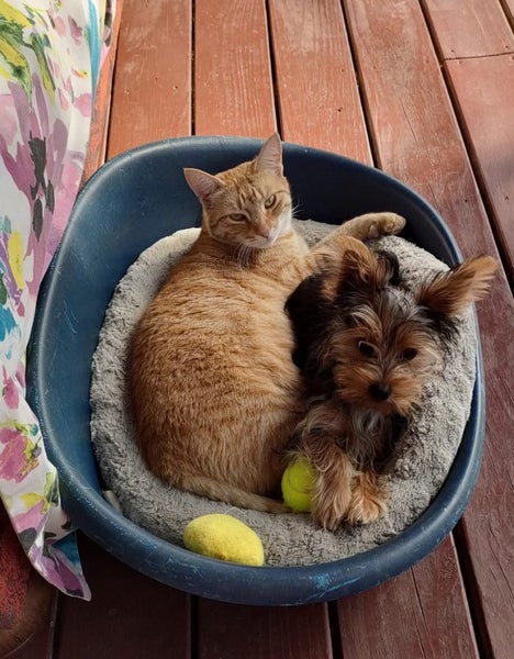 Yorkshire terrier Carousel 4