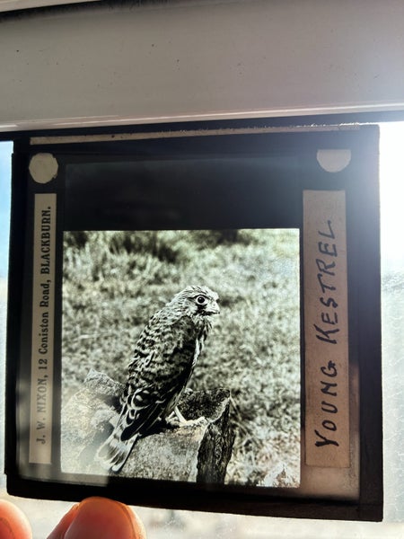 Magic Lantern slides Qt y 9562854316692099116