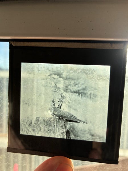 Magic Lantern slides Qt y 9562854316692099111