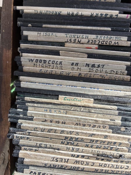 Magic Lantern slides Qt y 9562854316692099112