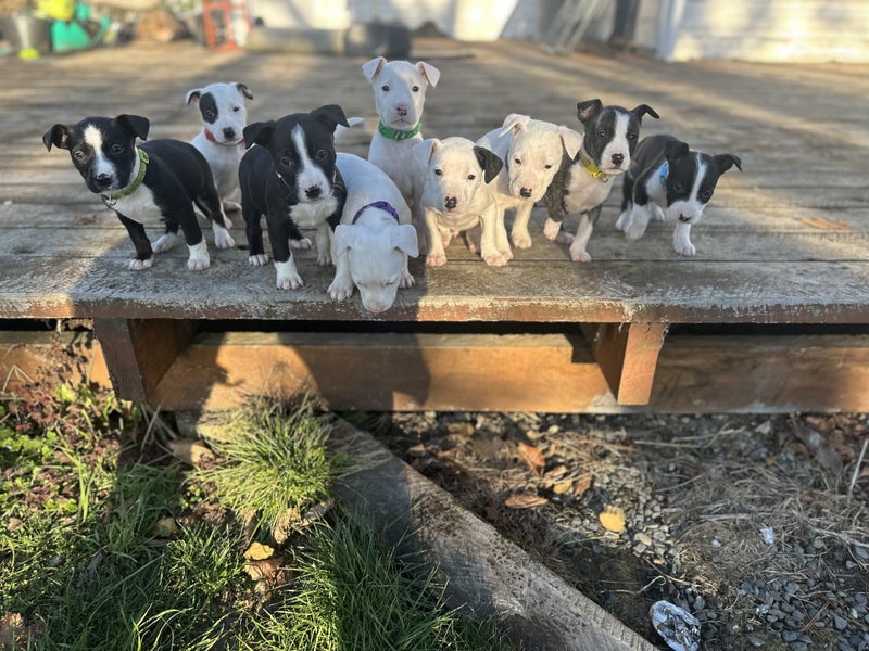 English Bull Terrier X Staffy x62863872842370113