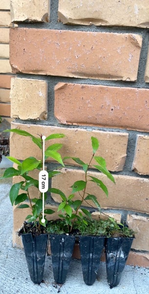 6 x Syzygium oleosum seedlings. Amazing blue fruit62971019107203111