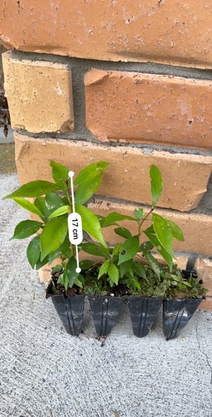6 x Syzygium oleosum seedlings. Amazing blue fruit62971019107203112