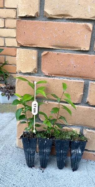 6 x Syzygium oleosum seedlings. Amazing blue fruit62971019107203113