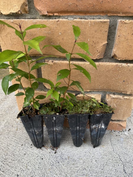 6 x Syzygium oleosum seedlings. Amazing blue fruit62971019107203114