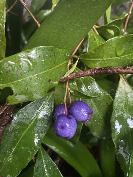 6 x Syzygium oleosum seedlings. Amazing blue fruit629710191072031116