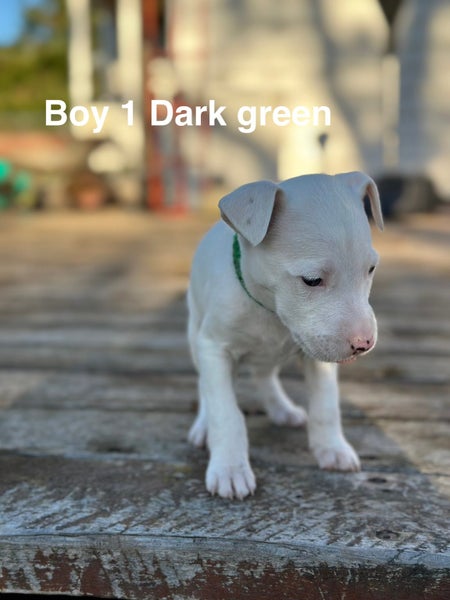 English Bull Terrier X Staffy x62863872842370114
