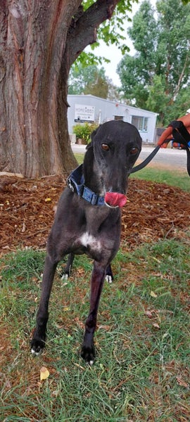 Nero - handsome big greyhound Carousel 2