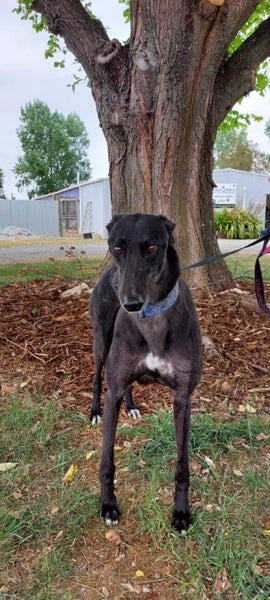 Nero - handsome big greyhound Carousel 4