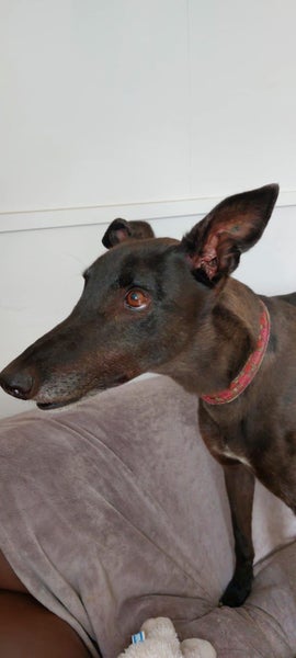 Yogi - older gent greyhound Carousel 2