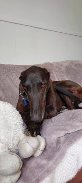 Yogi - older gent greyhound Carousel 3