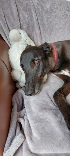Yogi - older gent greyhound Carousel 1