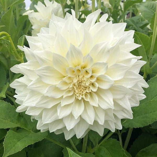 Dahlia Cafe au Lait Supreme clump of 3 or more tubers creamy white dinnerplate Carousel 1