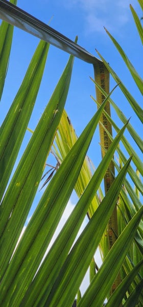 2.5m tall Chatham Island Nikau palms62866851035138112