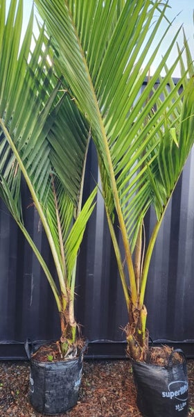 2.5m tall Chatham Island Nikau palms62866851035138114