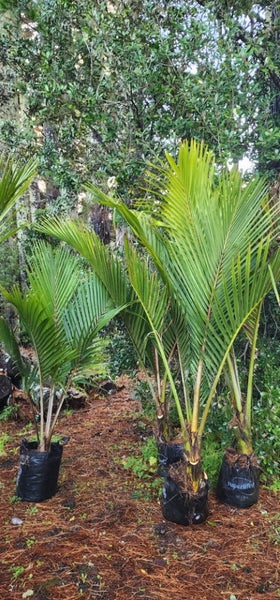 2.5m tall Chatham Island Nikau palms62866851035138113