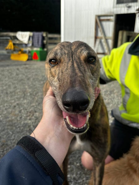 Tiger - Affectionate Greyhound Boy Carousel 1