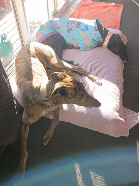 Tiger - Affectionate Greyhound Boy Carousel 2